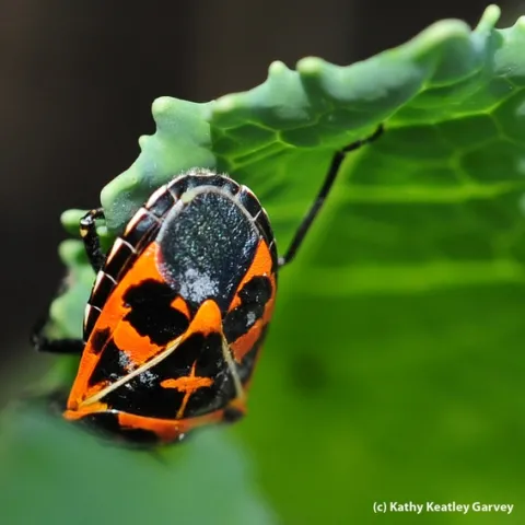 Harlequin cabbage bug feeding on cabbage. (Photo by Kathy Keatley Garvey)