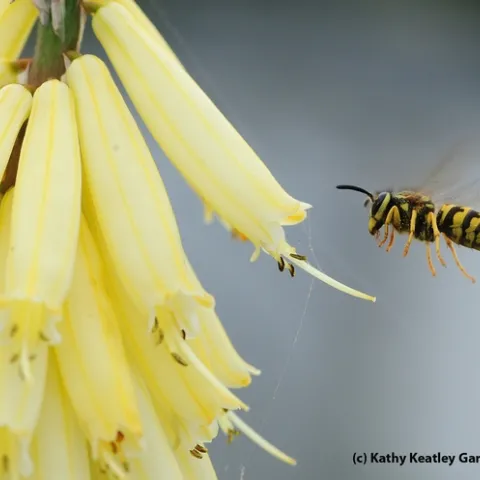 Western yellowjacket (Vespula penyslvanica) heading toward a red-hot poker (but this variety is yellow). (Photo by Kathy Keatley Garvey)