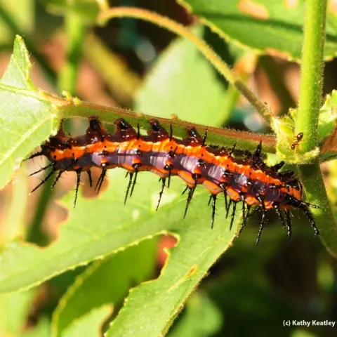 Ant investigates a Gulf Fritillary caterpillar. (Photo by Kathy Keatley Garvey)