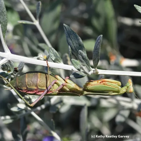 Pregnant praying mantis camouflaged on a germander twig. (Photo by Kathy Keatley Garvey)