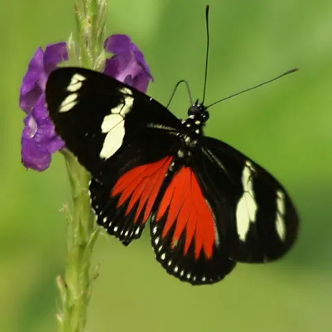 Doris Longwing (Lapus doris viridis) at Puentes Colgantes near Arenal Volcano, Costa Rica. (Photo by Hans Hillewaert, Courtesy of Wikipeda)