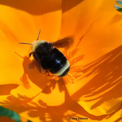 Worker bumble bee, Bombus vosnesenskii, foraging on a California poppy. (Photo by Gary Zamzow)