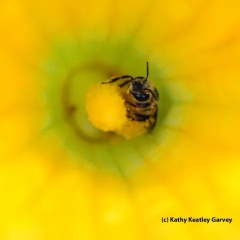 Squash bee inside pumpkin blossom. (Photo by Kathy Keatley Garvey)