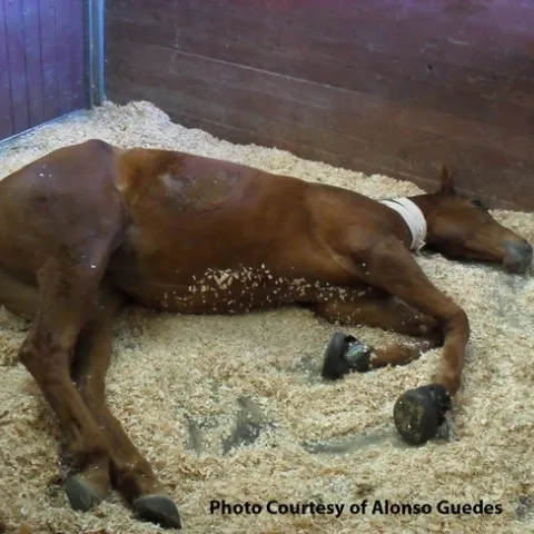 BEFORE: Hulahalla, a three-year-old thoroughbred filly with acute laminitis in both front feet. She refused to stand up. (Photo courtesy of Alonso Guedes)