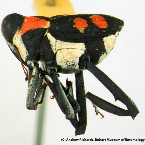 This species, from genus Macrocopturus, is waiting to be described. And waiting for a name. (Photo by Andrew Richards)