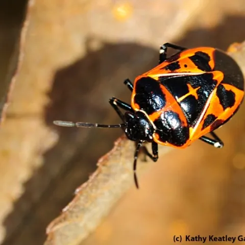 Harlequin bug wandering around on passion flower vine. (Photo by Kathy Keatley Garvey)