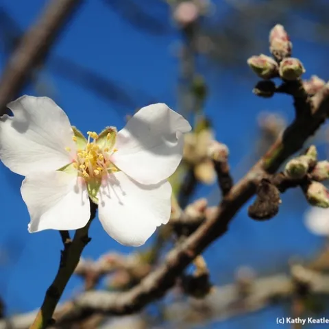 Almond tree blooming on Jan. 1, 2013 in Benicia. (Photo by Kathy Keatley Garvey)