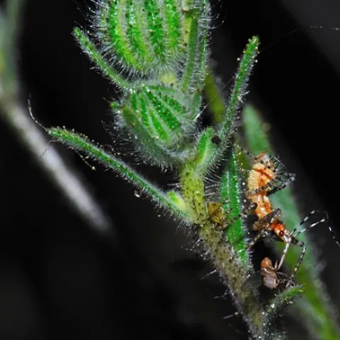 Assassin bug. Pselliopus spinicollis, feeding on dead Drosophila. (Photo by Sam Beck)