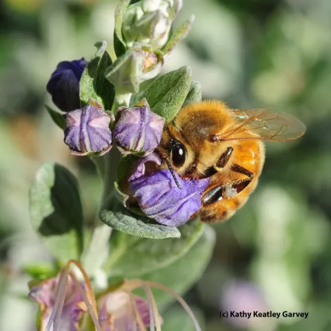 Honey bee foraging in bush germander. (Photo by Kathy Keatley Garvey)