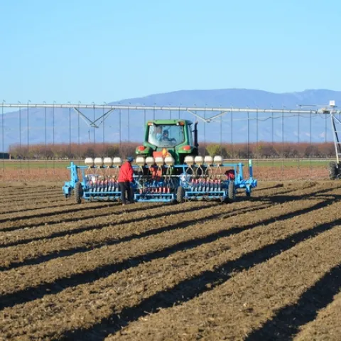 Planting onions in field comparison study of overhead and drip irrigation at the University of California’s West Side Research and Extension Center in Five Points, Calif.