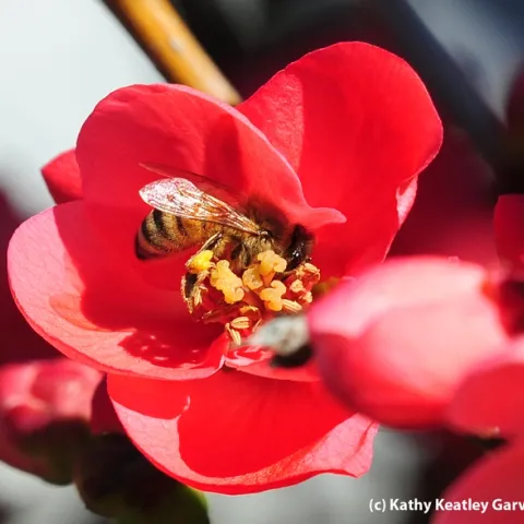 Honey bee foraging in a flowering quince. (Photo by Kathy Keatley Garvey)