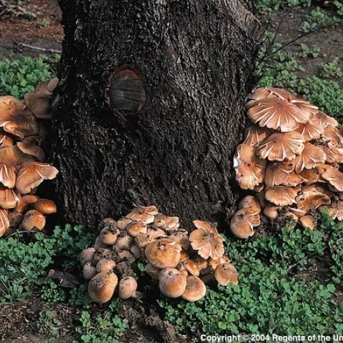 armillaria image