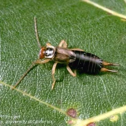 earwig
