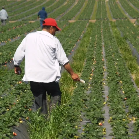 Predatory mite release