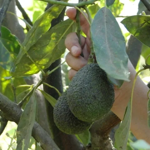 Avocado-Farm