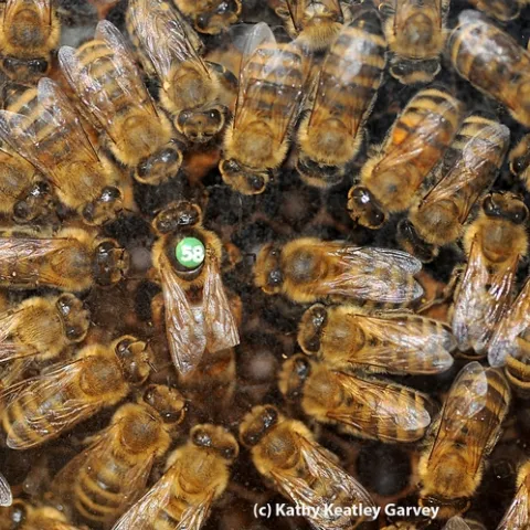 The queen and her court. (Photo by Kathy Keatley Garvey)