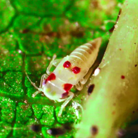 Virginia creeper leafhopper