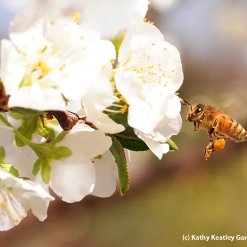 Pollen-packing honey bee heading toward plum blossoms. (Photo by Kathy Keatley Garvey)