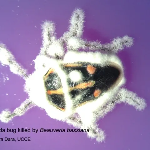 Bagrada bug killed by Beauveria bassiana