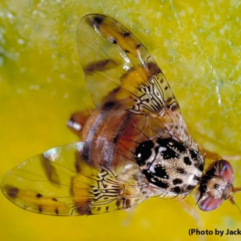 Mediterranean Fruit Fly. (Photo by Jack Kelly Clark)