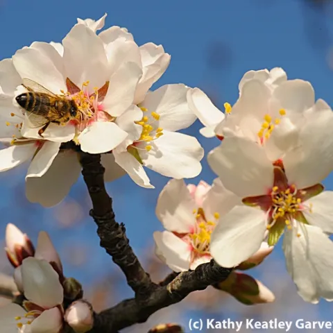 Honey bee foraging on almond blossom. (Photo by Kathy Keatley Garvey)