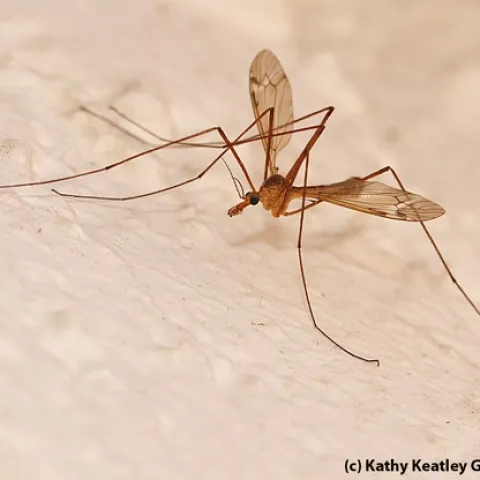 Crane fly resting on a stucco wall. (Photo by Kathy Keatley Garvey)