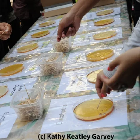 Honey-tasting is a popular activity at Briggs Hall during the UC Davis Picnic Day. (Photo by Kathy Keatley Garvey