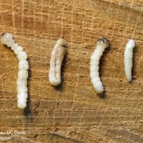 Goldspotted oak borer-Mike I Jones