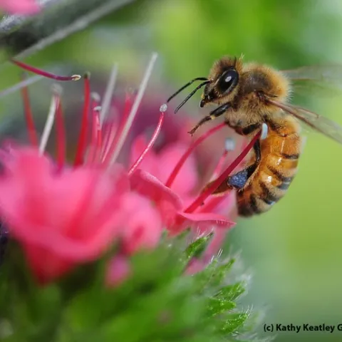 Honey bee foraging on tower of jewels. (Photo by Kathy Keatley Garvey)