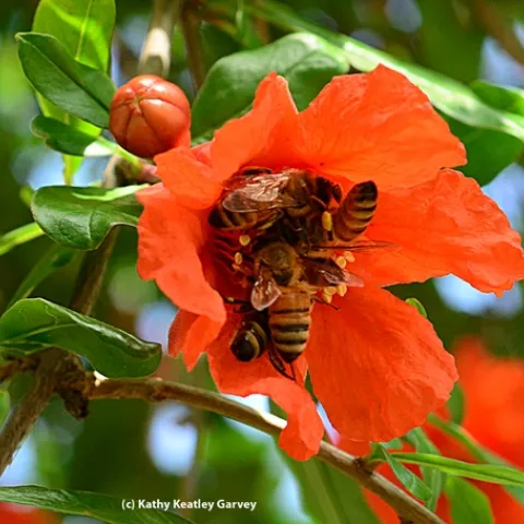 Five honey bees on one pomegranate blossom. (Photo by Kathy Keatley Garvey)