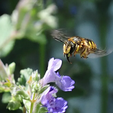 European wool carder bee darts through catmint. (Photo by Kathy Keatley Garvey)