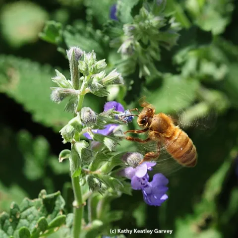Honey bee heading for a catmint (Nepeta) patch. (Photo by Kathy Keatley Garvey)