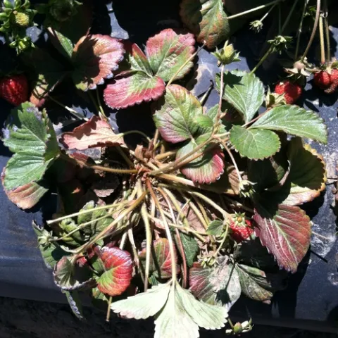 Purple foliage-Lane Stoeckle