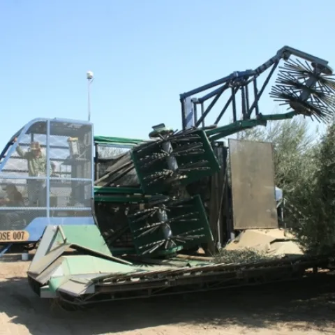 olive mechanical harverst