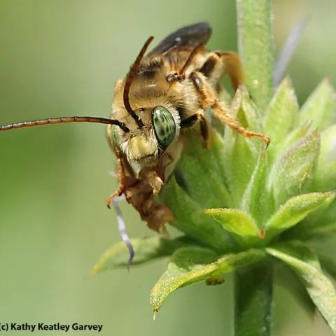 Male long-horned bee, Melissodes communis, on salvia. Identified by Robbin Thorp. (Photo by Kathy Keatley Garvey)