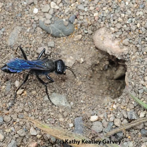 Metallic blue digger wasp from Sphecidae family. (Photo by Kathy Keatley Garvey)