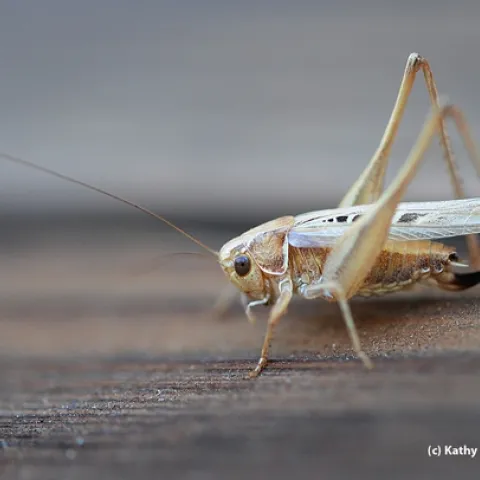 A katydid, or "long-horned grasshopper," from family Tettigonliidae. (Photo by Kathy Keatley Garvey)