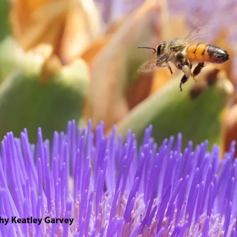 Honey bee packing white pollen. (Photo by Kathy Keatley Garvey)