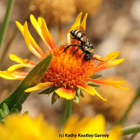 A male cuckoo bee, Triepeolus concavus, on a blanket flower (Gaillardia). (Photo by Kathy Keatley Garvey)