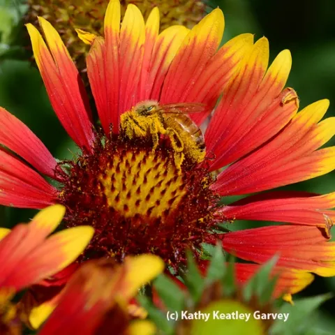 Honey bee is covered with pollen from a blanket flower, Gaillardia. (Photo by Kathy Keatley Garvey)