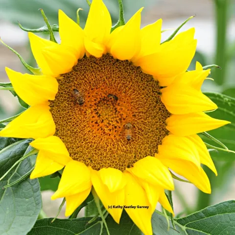 Honey bees and a sunflower bee forage on a sunflower head. (Photo by Kathy Keatley Garvey)