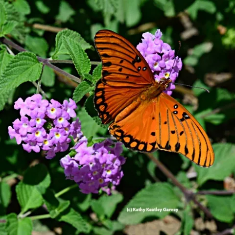 Gulf Fritillary butterfly on lantana. (Photo by Kathy Keatley Garvey)