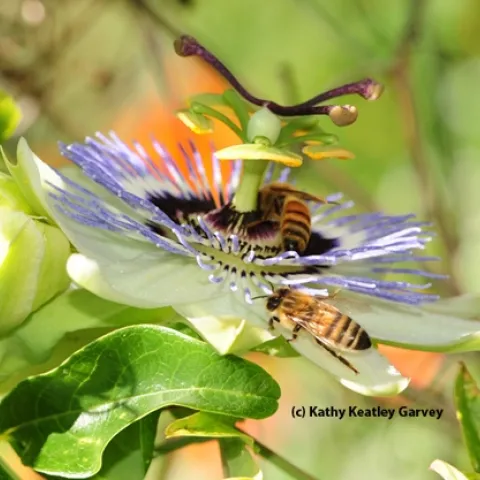Honey bees foraging on a passion flower blossom. (Photo by Kathy Keatley Garvey)