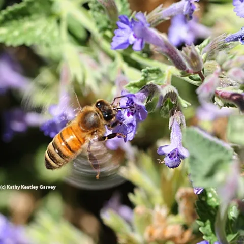 A honey bee can beat its wings 230 times every second. (Photo by Kathy Keatley Garvey)