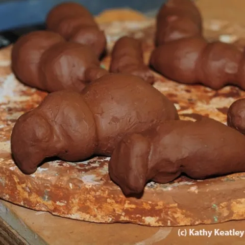 The Miss Bee Haven Project starts with a lump of clay. (Photo by Kathy Keatley Garvey)