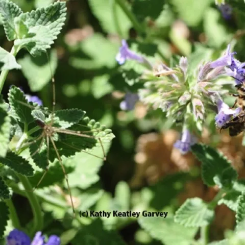 A cellar spider eyes a honey bee in the catmint (Nepeta). (Photo by Kathy Keatley Garvey)