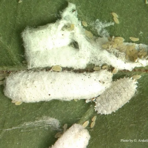 Bougainvillea mealybug adult females and nymphs 1