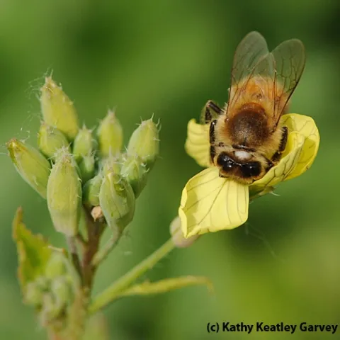 Honey bee foraging on mustard, a good cover crop for bees. (Photo by Kathy Keatley Garvey)