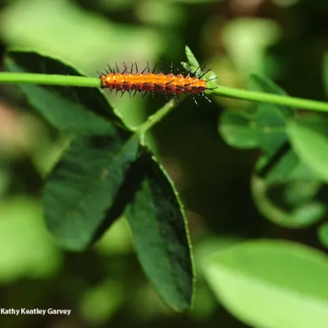 A Gulf Fritillary caterpillar ready to eat the leaves of a passionflower vine. (Photo by Kathy Keatley Garvey)