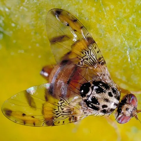 Mediterranean Fruit Fly. (Photo by Jack Kelly Clark)